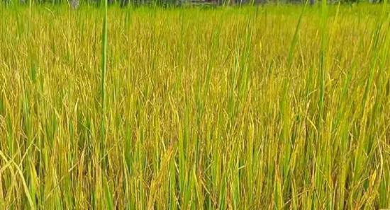 මහ කන්නයේ වී අස්වැන්න මිලදී ගැනීම ඇරඹේ..